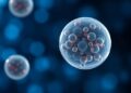 Modern IVF achieves higher success rates with single embryo transfer, major study finds