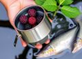 Mulberry Biochar Boosts Fish Gut Health and Aquaculture Water Quality