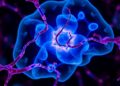 NIH Grants $10.7 Million to Advance Sensory Biology at OU Medicine