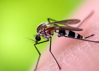 NIH grants $2.8M to develop tools for study of mosquito-microbe interactions