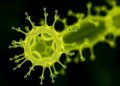 Nanotube Links Enable Communication Between Social Amoebae