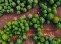 Nepal’s Sal forests show distinct damage patterns from logging operations