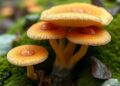 New Fungal Species Named After Sweden’s King Unveiled