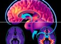 New Guidelines Released for Prolactinoma Treatment by Chinese Neurosurgical Journal