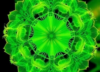 New Imaging Reveals Plant Tissues in Greater Detail