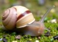 New Snail Species Strengthens Montenegro Biodiversity Protection Case