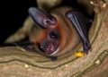 New Study Uncovers Impact of Mating Competition, Age, and Sex on Immune Systems in Wild Bats — Biology