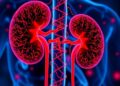 New Study in Nature Connects HIF-2α Pathways to Treatment Response in Advanced Kidney Cancer Patients Receiving Casdatifan — Biology