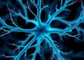New imaging reveals nerves with stunning clarity