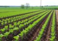 No-till weed control innovations showcased at Milan Field Day