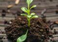 Organic fertilizer helps biochar immobilize cadmium in contaminated soil