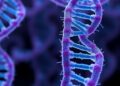 Phage Hijacks Bacterial DNA Phosphorothioate Machinery to Evade Ssp Defenses