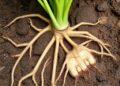 Plant Roots Avoid Rot by Steering Clear of Infected Areas