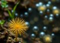 Predictable Microbial Shifts Build Community-Wide Resilience to Environmental Stress