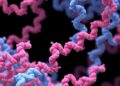 Rational Design of Disordered Proteins Enables Sequence-Function Investigation
