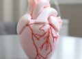 Revolutionary Soft Robotic Heart Paves the Way for Advanced Disease Research and Medical Device Testing — Technology and Engineering