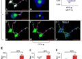SPF2 and SGO2/CTF18 limit centromere-near crossovers by regulating SUMOylation