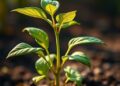 Scientists discover how plants sense when they’ve had enough nutrients