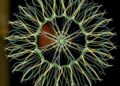 Scientists uncover molecular mechanisms of Pirsonia diadema infection in diatoms
