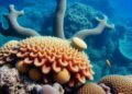 Secret Symbiotic Partnerships Flourish on Caribbean Coral Reefs