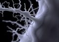 Secreted Endosymbiont Protein Key for Colonization — Medicine