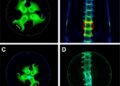 Senolytic PROTAC Slows Age-Related Intervertebral Disc Degeneration in Male Mice