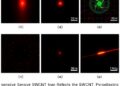 Sensitive SWCNT Pyroelectric Phototransistors for Broadband Infrared Detection at Room Temperature