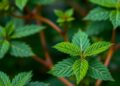 Seoul National University of Science and Technology researchers show perilla oil improves blood circulation and coagulation in healthy smokers