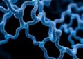 Sericin directs silk fibroin assembly into ordered nanofibrils, study finds