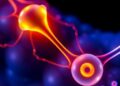 Smart Hydrogel Speeds Wound Healing by Adapting to Tissue Changes