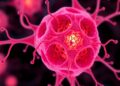 Software Enables Researchers to Decode Lymphoma’s Cellular Architecture