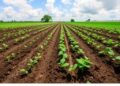 Soil Type Influences Impact of Carbon and Nitrogen on Nitrous Oxide Emissions