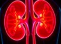 Study Finds Casdatifan Produces Durable Tumor Responses in Advanced Kidney Cancer