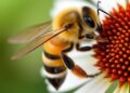 Study Finds Honey Bees’ Smell Senses Shift from Larvae to Adults