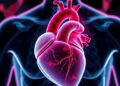Study Finds Small Genetic Mutation Causes Major Effects in Rare Heart Diseases