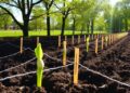 Sunlight activates aged hydrochar to enhance soil fertility and microbes
