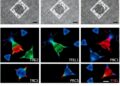 TIE1 suppresses fertilization-independent endosperm development by recruiting PRC2
