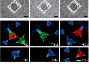 TIE1 suppresses fertilization-independent endosperm development by recruiting PRC2