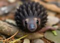 This Pinecone-Like Creature Is the Most Trafficked Mammal on Earth — Biology