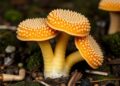 Unique sulfatase adaptations enable Akkermansia muciniphila to degrade colonic mucin