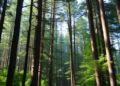 Unwritten social rules, not government oversight, sustain forests for the future