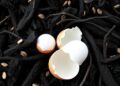 Waste Cotton Stalks and Eggshells Turned into Biochar for Antibiotic Cleanup