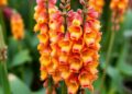 Wild snapdragons subtly change color to attract bees