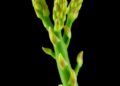 75 Asparagus chloroplast genomes reveal conserved architecture and nuclear phylogenetic conflict