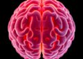 AI measurements of local brain aging reveal new insights into dementia