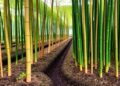 Adaptive System Continuously Tracks Carbon Fluxes in Bamboo Culms and Soil