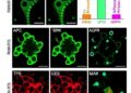 Aged granulosa cell-derived iPSCs show impaired germ-cell differentiation; ERK/MAPK inhibition partly rescues