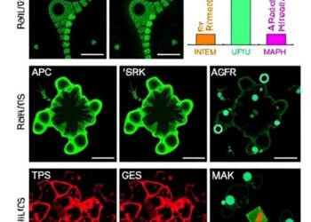 Aged granulosa cell-derived iPSCs show impaired germ-cell differentiation; ERK/MAPK inhibition partly rescues