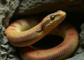 Ancient snakes adapted to underground, terrestrial, and marine environments