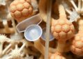 Animals Degrade Microbial Polyhydroxyalkanoate Storage Materials